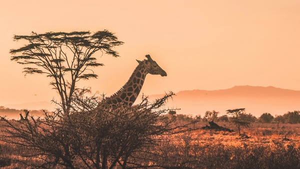 Memorias de Kenia y Zanzibar