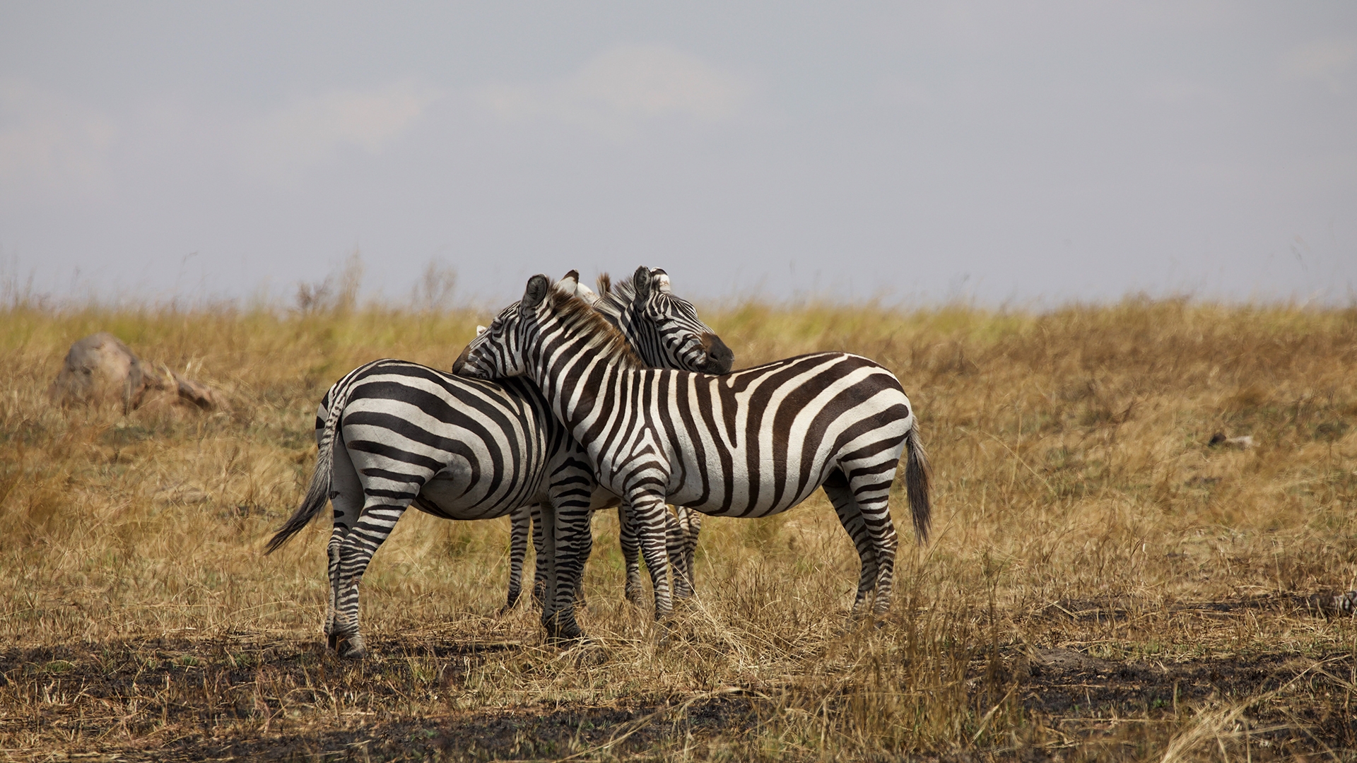 Tierras de Tanzania y Mauricio